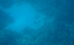 podmořský svět focený přes sklo v ponorce