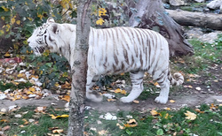 Malkia Park Orechová Potoň