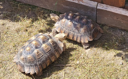 ZOO kontakt Liptovský Mikuláš