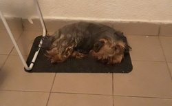 Srima - Apartman Branka - unavený pes