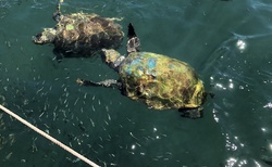 Morské korytnačky pri mole v Argassi
