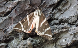 Rhodos - Údolí motýlů (Petaloúdes)