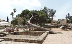 Famagusta - park u St. Francis Church Ruins