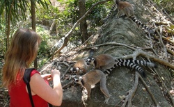 NP Isalo - camping - opět Lemur Kata - krmení