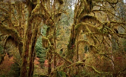 Deštný prales v Olympic NP, Washington