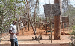 Ifaty - Národní rezervace Reniala - adaptace lemurů