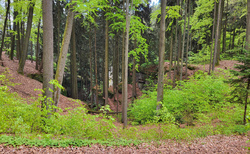 Hruboskalsko - cesta na Zámeckou vyhlídku