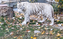 Malkia Park Orechová Potoň