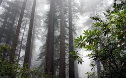 Redwood NP, Kalifornie