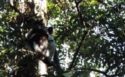 Národní park Analamazaotra - rezervace Voi - Indri Indri