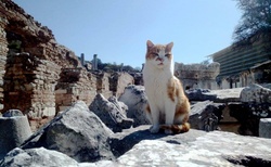 Čičí v Efesu