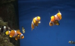 Sicílie _ Sirakusa - Aquarium