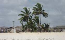 palmy u Indického oceánu