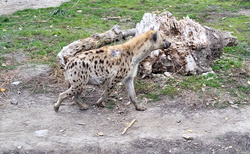 Malkia Park Orechová Potoň