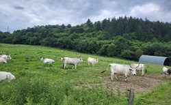 Ružomberok - Salaš Krajinka