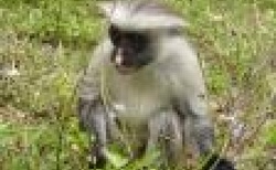 Zanzibar národní park Jozani plný opic
