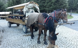 Obraciště koňských bryček Wlosienica - cesta dolů