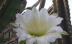 kaktusový květ