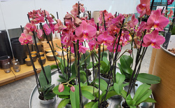 Orchideová farma Ocean Orchids Dobrovník