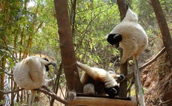 Lemurs Park