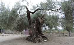 Gortyna - olivovníky