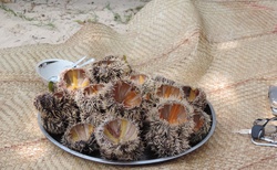 Ifaty - Villa Maroloko - mořští ježci před konzumací
