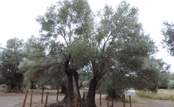 Gortyna - nejstarší olivovník