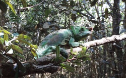 Národní park Analamazaotra - rezervace Voi - chameleoni
