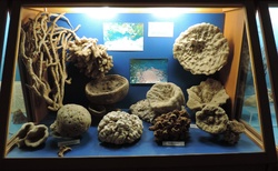 Rhodos - Aquarium