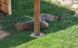 ZOO kontakt Liptovský Mikuláš