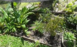 bylinková zahrádka, úžasné vidět jak vypadá zázvor, citrónová tráva....