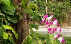 Orchidej v přírodě