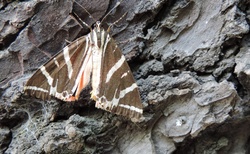 Rhodos - Údolí motýlů (Petaloúdes)