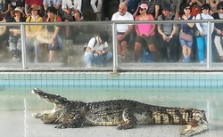 krokodýlí show