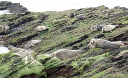 Kircklandy - loučení s tuleni