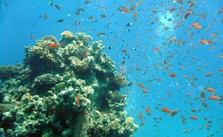 podmořský svět v Rudém moři