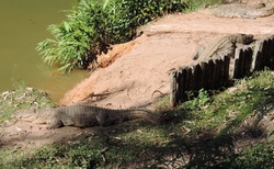 Rezervace Vakona - Krokodýlí farma