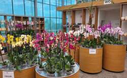 Orchideová farma Ocean Orchids Dobrovník