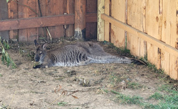 ZOO kontakt Liptovský Mikuláš