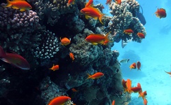 podmořský svět v Rudém moři