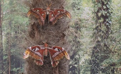 Motýlí zahrada - ZOOKontakt Liptovský Mikuláš