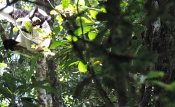 Národní park Mantadia - Indri Indri