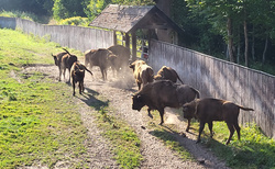 Puszcza Borecka - Zagroda Zubrow w Wolisku