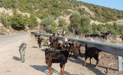 Thassos cesta západní - kozy na Cape Kefalas