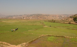 Okolí Antsirabe - rýžová políčka