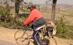 Okolí Antsirabe - převoz selete na kole