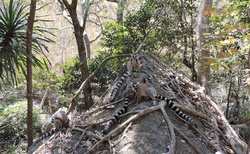NP Isalo - camping - opět Lemur Kata
