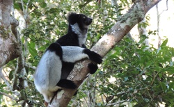Národní park Analamazaotra - rezervace Voi - Indri Indri