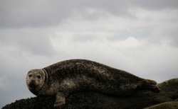 Kircklandy - loučení s tuleni