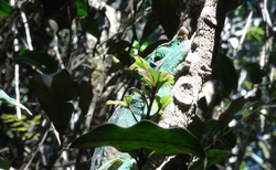 Národní park Analamazaotra - rezervace Voi - chameleoni